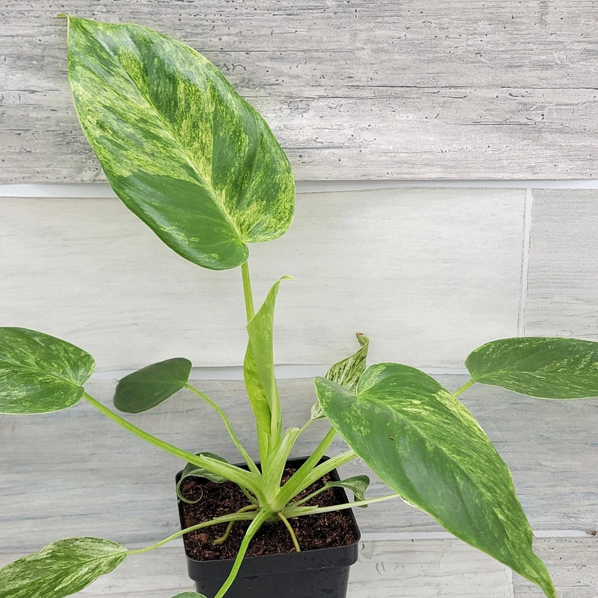 Philodendron Giganteum Variegated Plant - 4" Live Rare Tropical Aroid - Philodendron giganteum variegatum - Indoor Houseplant