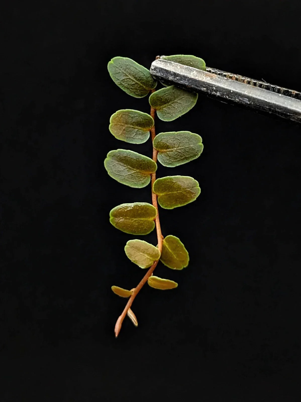 Marcgravia sp Mini Limón Cutting - 10 Leaf Terrarium Plant - Vibrant Lime Green Foliage - Ideal for Indoor Gardens