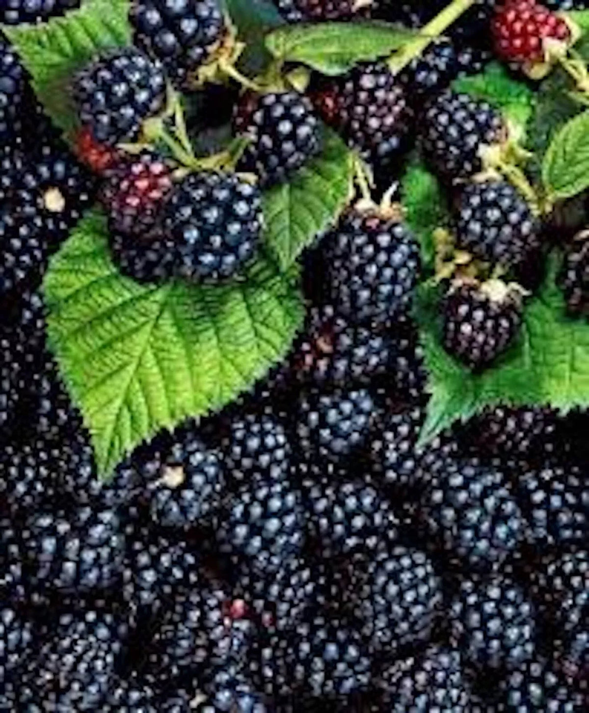 Thornless Blackberry Plant - 5 Bare Root Triple Crown - Rubus fruticosus - Edible Fruit, Easy Care, High Antioxidant Shrubs