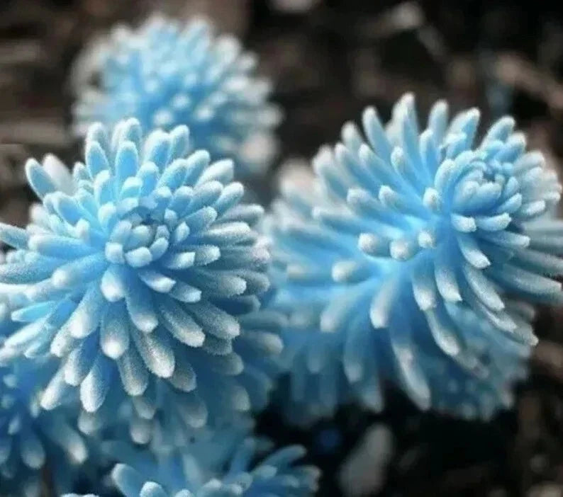 Rare Lithop Seeds Pack of 100 - Unique Succulent Varieties for Cactus Garden - Lithops spp. - Perfect for Indoor/Outdoor Planting