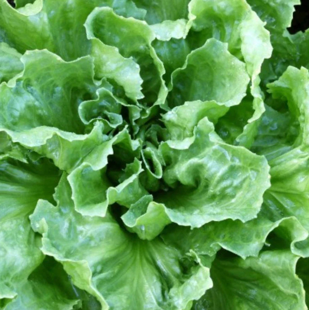 Broadleaf Batavian Endive Seeds - Non-GMO Escarole for Vegetable Garden - Cichorium endivia - 200 Seeds Packet