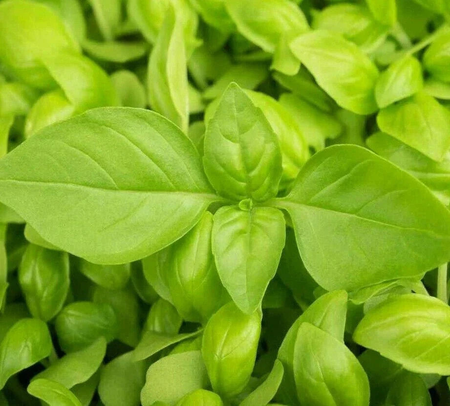 Lemon Basil Seeds 300+ Pack | Culinary Herb for Gardening | Ocimum basilicum var. citriodorum | Aromatic Green Leaves