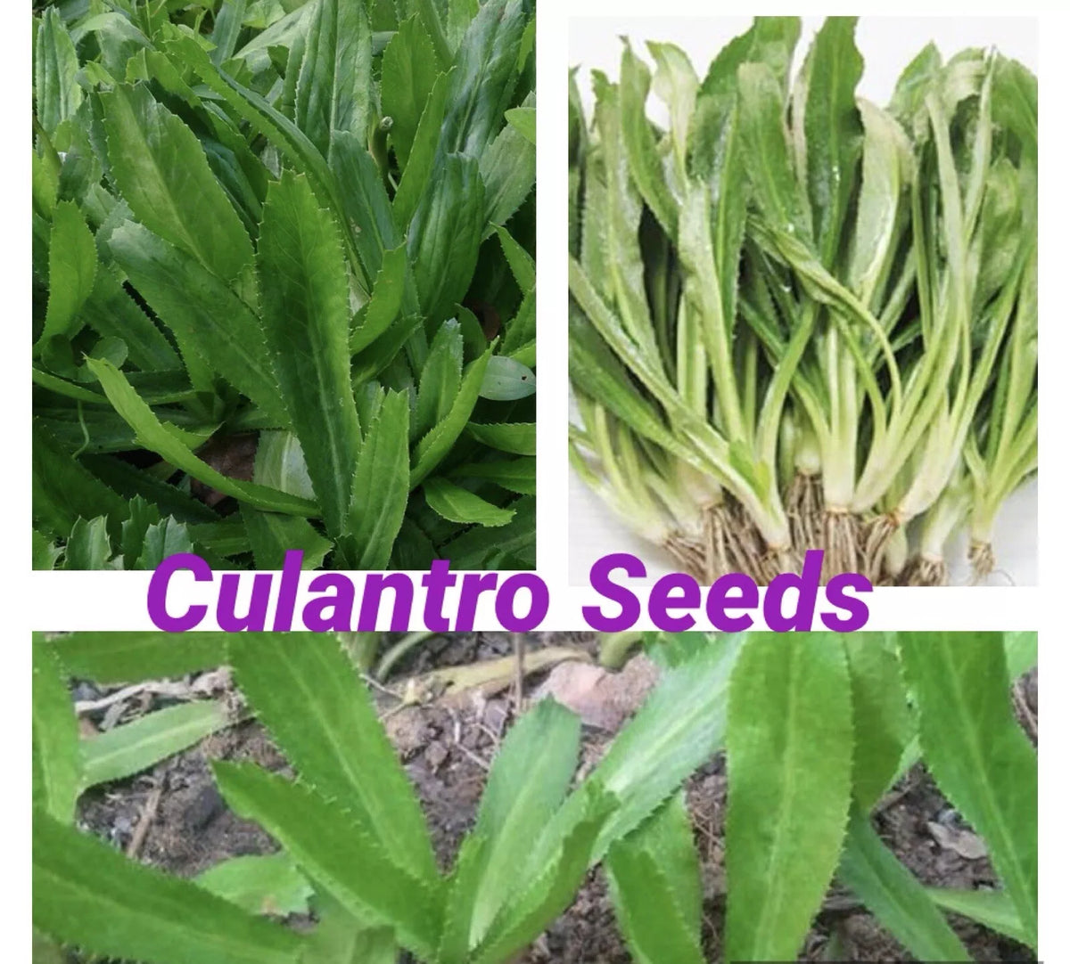 Culantro Seeds 500+ for Planting - Fresh Culinary Herb Eryngium foetidum - Non-GMO, High Germination Rate