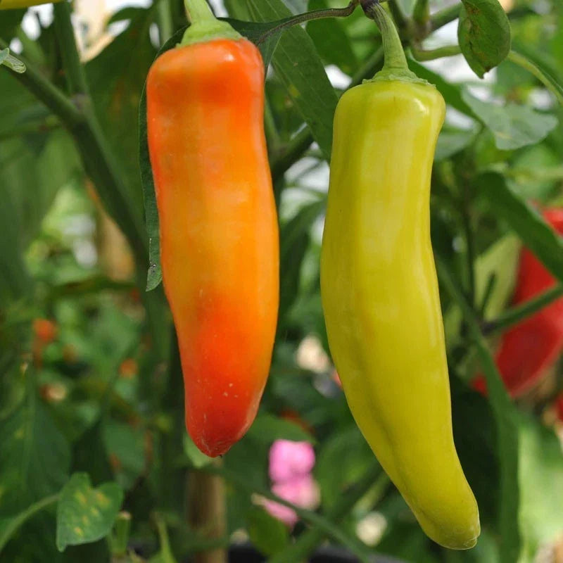 Hungarian Wax Hot Pepper Seeds, Non-GMO, Yellow Variety, Capsicum annuum - Perfect for Culinary Use and Easy Gardening
