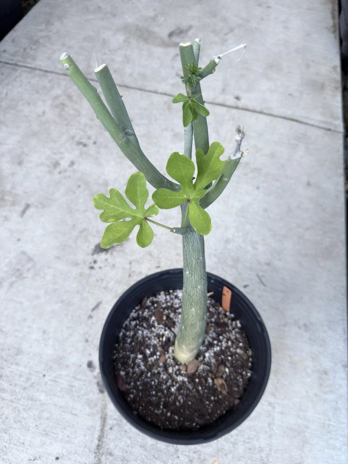 Adenia Venenata Succulent Plant | 4-Inch Caudiciform Variety | Unique Indoor Greenery | Rare Houseplant
