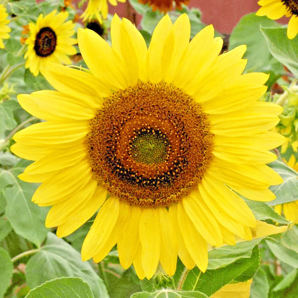 Lemon Queen Sunflower Seeds - 51+ Pack - Helianthus annuus - Branching Native Wildflower for Summer Blooms and Pollinators
