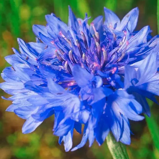 Cornflower Seeds 400 Count Blue Dwarf Heirloom Non-GMO Cutflowers Centaurea cyanus - Vibrant Blue Blooms for Gardens