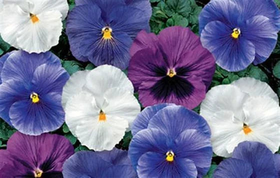 Pansy Seeds 50 Count Delta Cool Water Mix Viola x wittrockiana - Vibrant Garden Blooms for Spring to Fall Planting