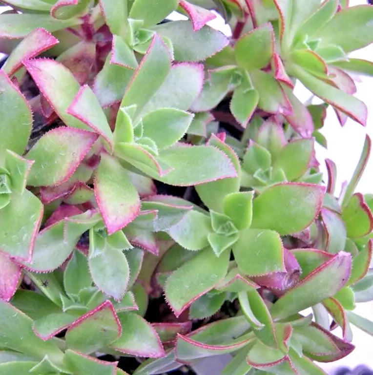 Succulent Plant 2" Aeonium Decorum Green Rosette - Aeonium decorum - Low Maintenance Indoor/Outdoor Succulent