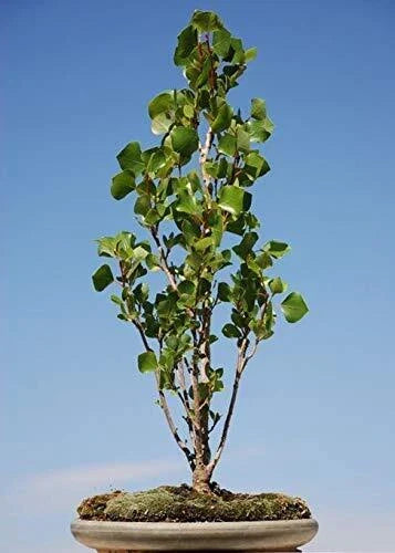 Bonsai Tree Cutting - Starter Plant - Ficus retusa - Easy to Grow Indoor/Outdoor - Perfect for Beginners and Gifts