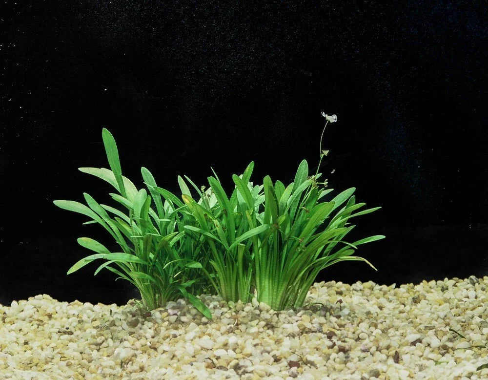 Dwarf Sagittaria Live Aquatic Plant - Narrow-Leaved Arrowhead - Sagittaria Subulata - Easy Care for Aquariums