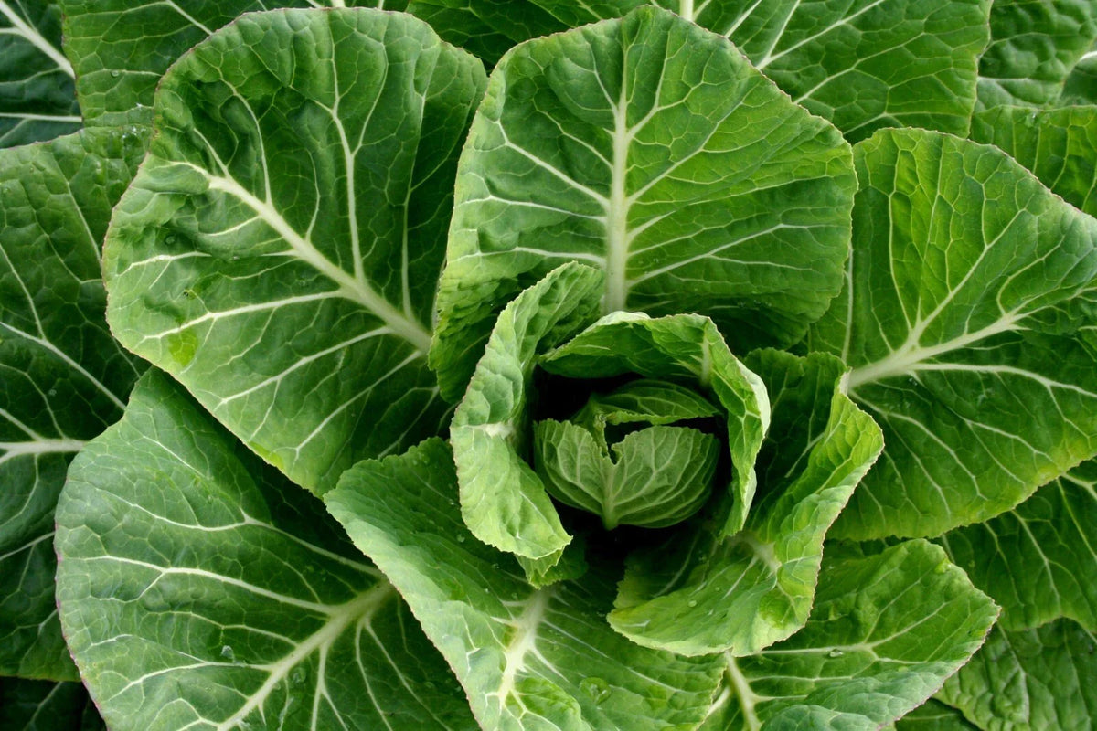 Champion Collard Greens Seeds - 600+ Non-GMO Vegetable Seeds | Brassica oleracea var. acephala for Home Gardening