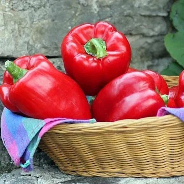 Big Red Sweet Bell Pepper Seeds - 100 Count, Non-GMO Heirloom, Capsicum annuum, Perfect for Home Gardening