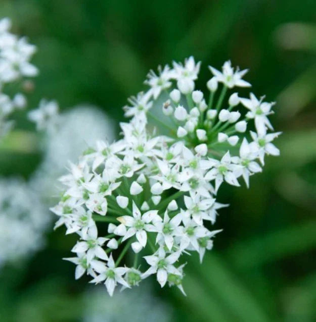 Garlic Chives Seeds - 200 Non-GMO Seeds - Culinary Herb - Allium tuberosum - Perennial Flavor for Sauces & Dips