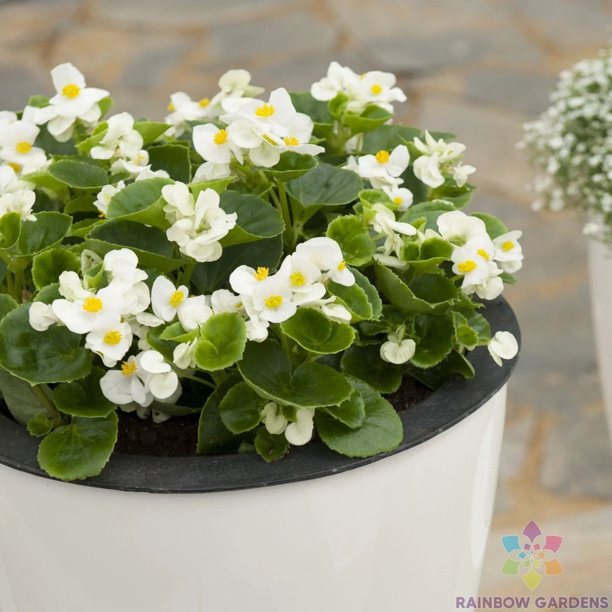Ambassador White Begonia Seeds - 25+ Count - Begonia x tuberhybrida - Ideal for Garden Planting - Non-GMO, Fast Germination
