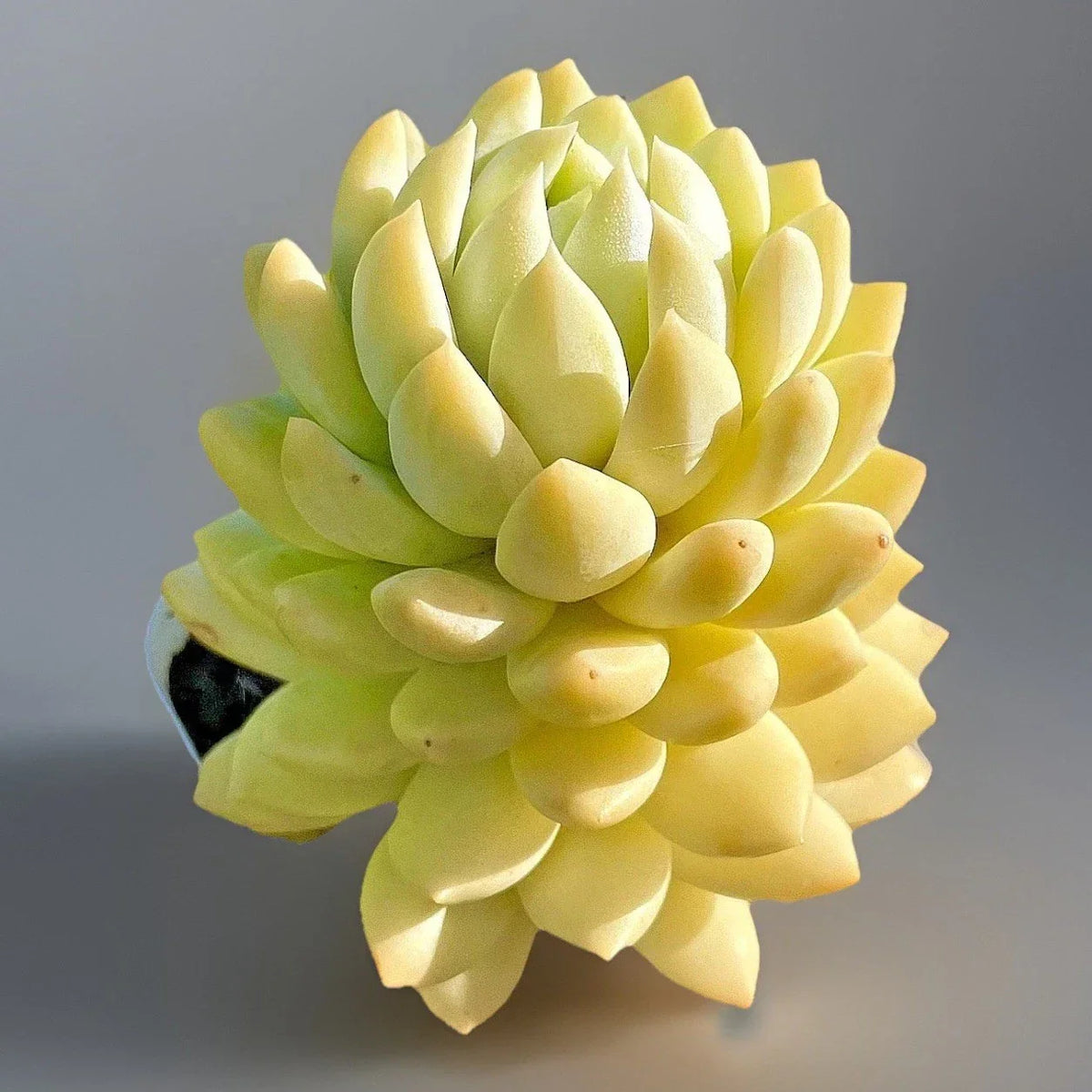 Rare Succulent Live Plant 2-Inch Sedeveria Lilac Mist Hybrid (Sedeveria) - Unique Silvery Blue with Orange Highlights