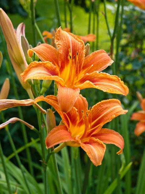 Orange Daylily Bare-root Plant, Vibrant Hemerocallis Perennial for Garden, Hardy Flowers, Easy to Grow, Attracts Pollinators