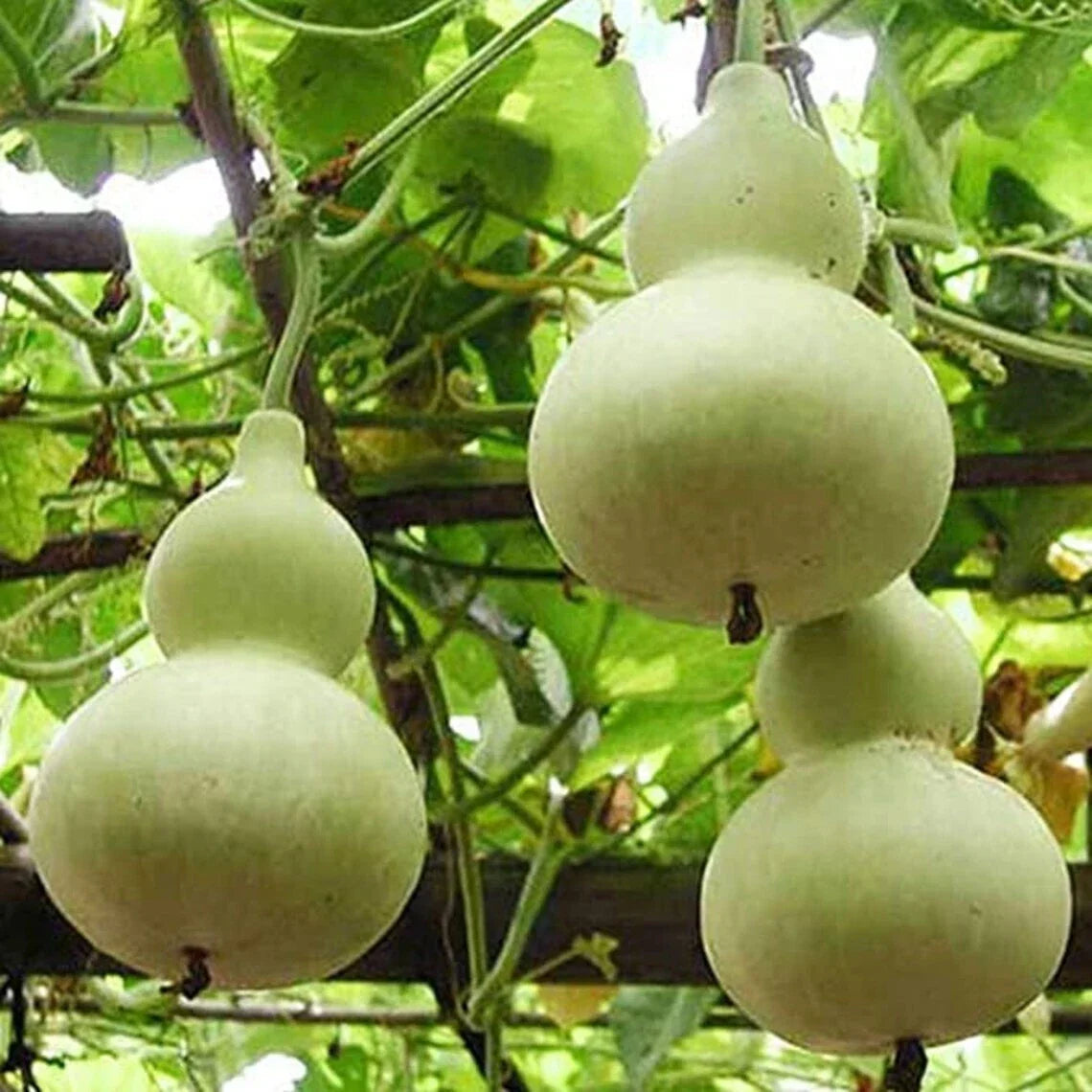 Martin Birdhouse Gourd Seeds - 5+ Heirloom Non-GMO Seeds - Lagenaria siceraria for Purple Martins - USA Grown