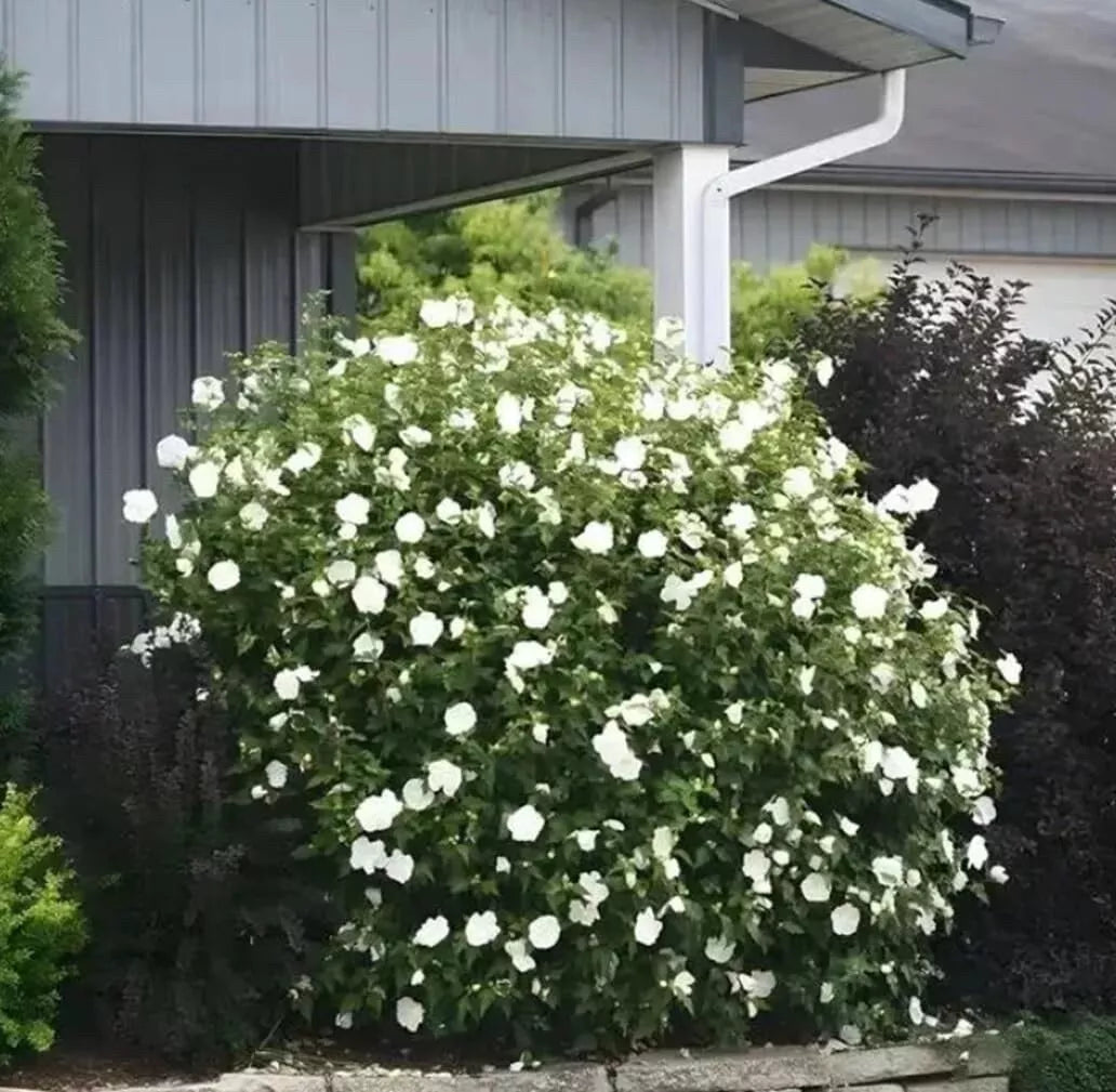 White Rose Mallow Seedling - Hibiscus Moscheutos - Perennial Flowering Plant for Garden - Low Maintenance, Pollinator Friendly