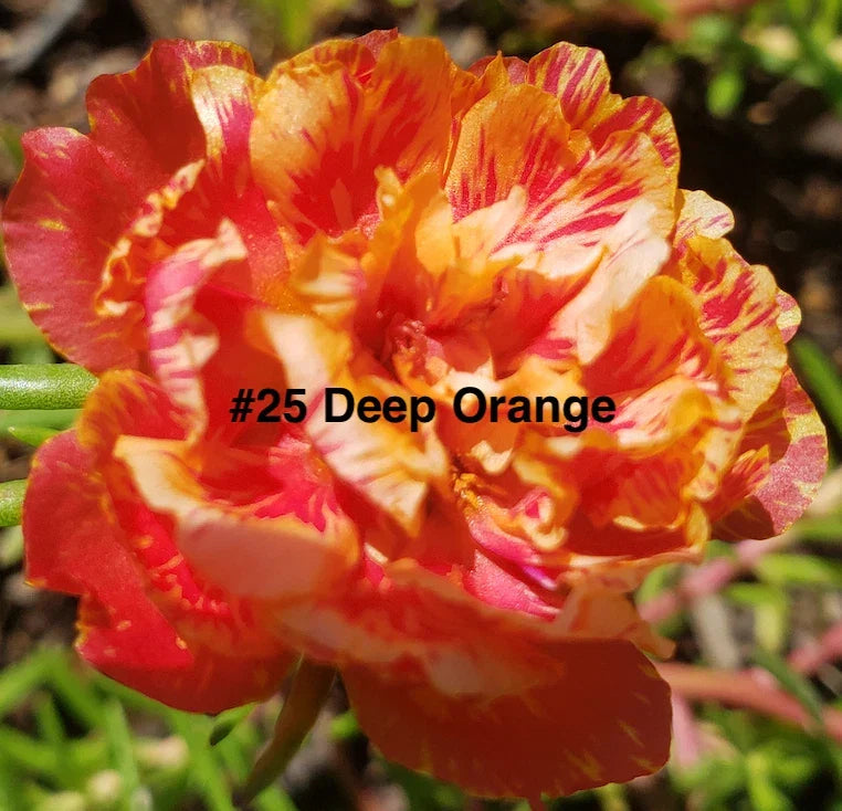 Moss Rose Cuttings, 10 Unrooted, Deep Orange, Portulaca Grandiflora - Vibrant Drought-Tolerant Succulents for Garden or Container