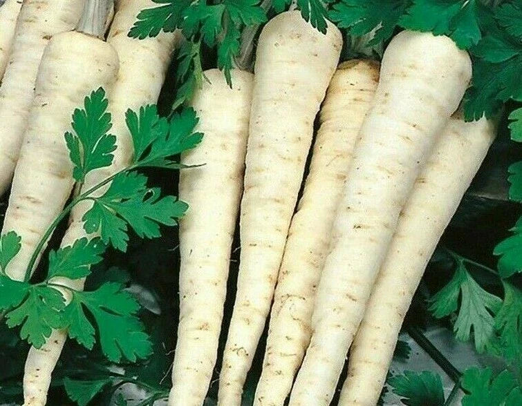 Hamburg Rooted Parsley Seeds 500+ Count Herb Petroselinum crispum for Culinary Use, Container Gardening, Aromatic Flavor