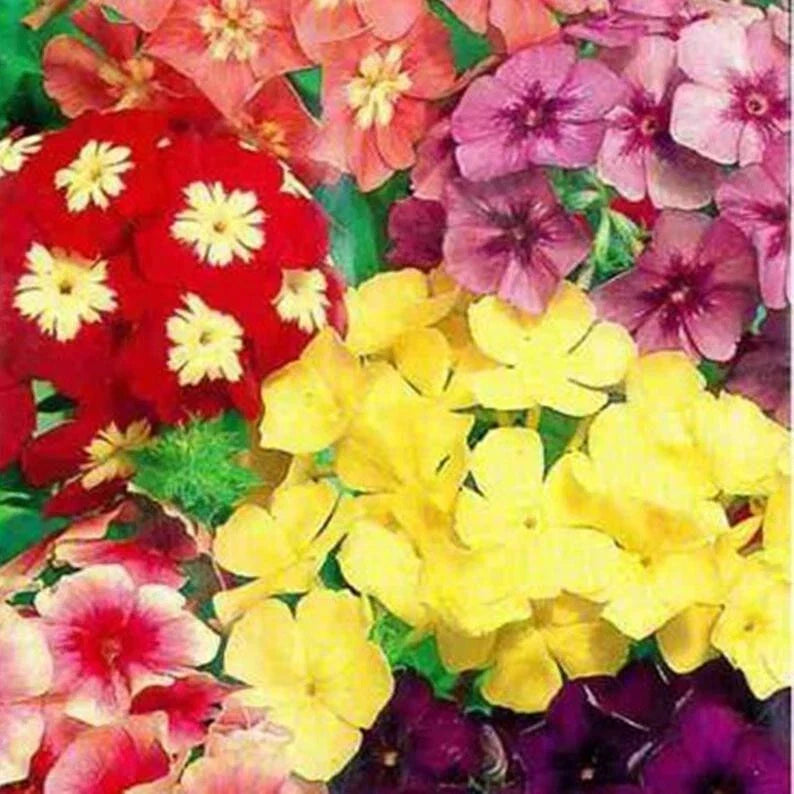 50 Dwarf Mix Phlox Seeds | Perennial Butterfly Garden Flowers | Phlox subulata | Non-GMO, Vibrant Colors, US Seller