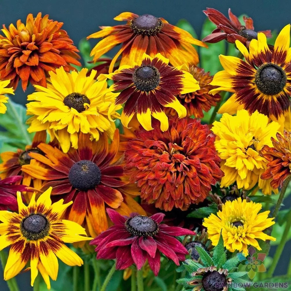 Rudbeckia Seeds Mix - 200+ Varieties - Black-Eyed Susan - Non-GMO - Rudbeckia hirta - USA Grown for Garden Planting