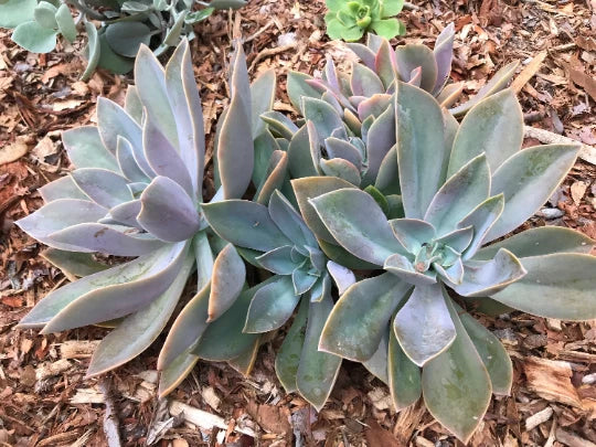 Echeveria Cuttings - Fred Ives Multicolor Rosette Succulent - Graptoveria 'Fred Ives' - Ideal for Indoor Gardening