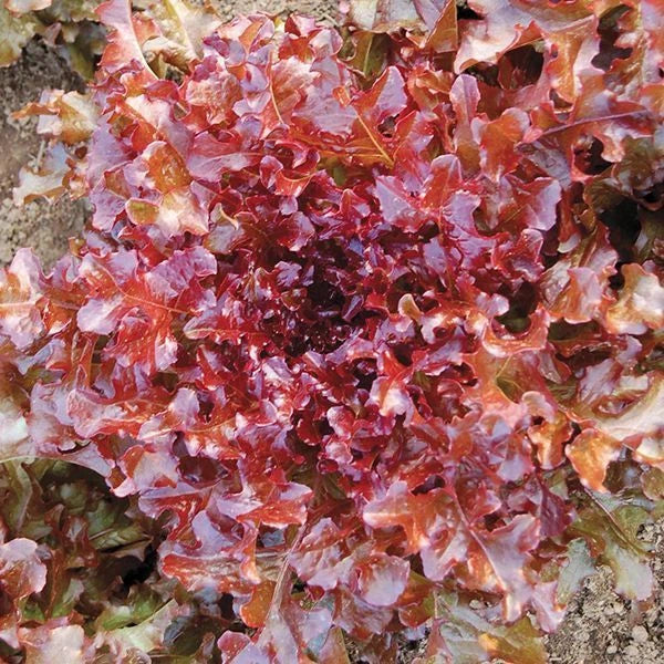 Red Salad Bowl Lettuce Seeds - NON-GMO Heirloom Variety, Lactuca sativa, Easy to Grow, Perfect for Container Gardening