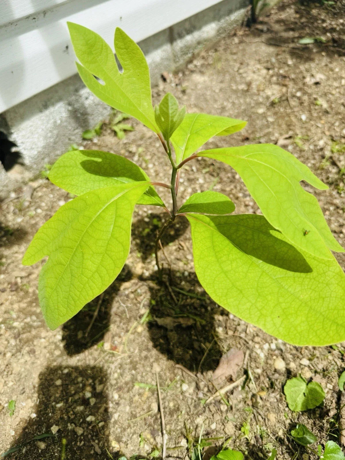 Organic Sassafras Trees - Bare Root - 10 Pack - Sassafras albidum - Easy to Plant & Thrive