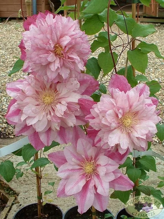Clematis Seeds 25 Pack | Double Light Pink Flowering Vine | Clematis spp. | Climbing Perennial Garden Seeds