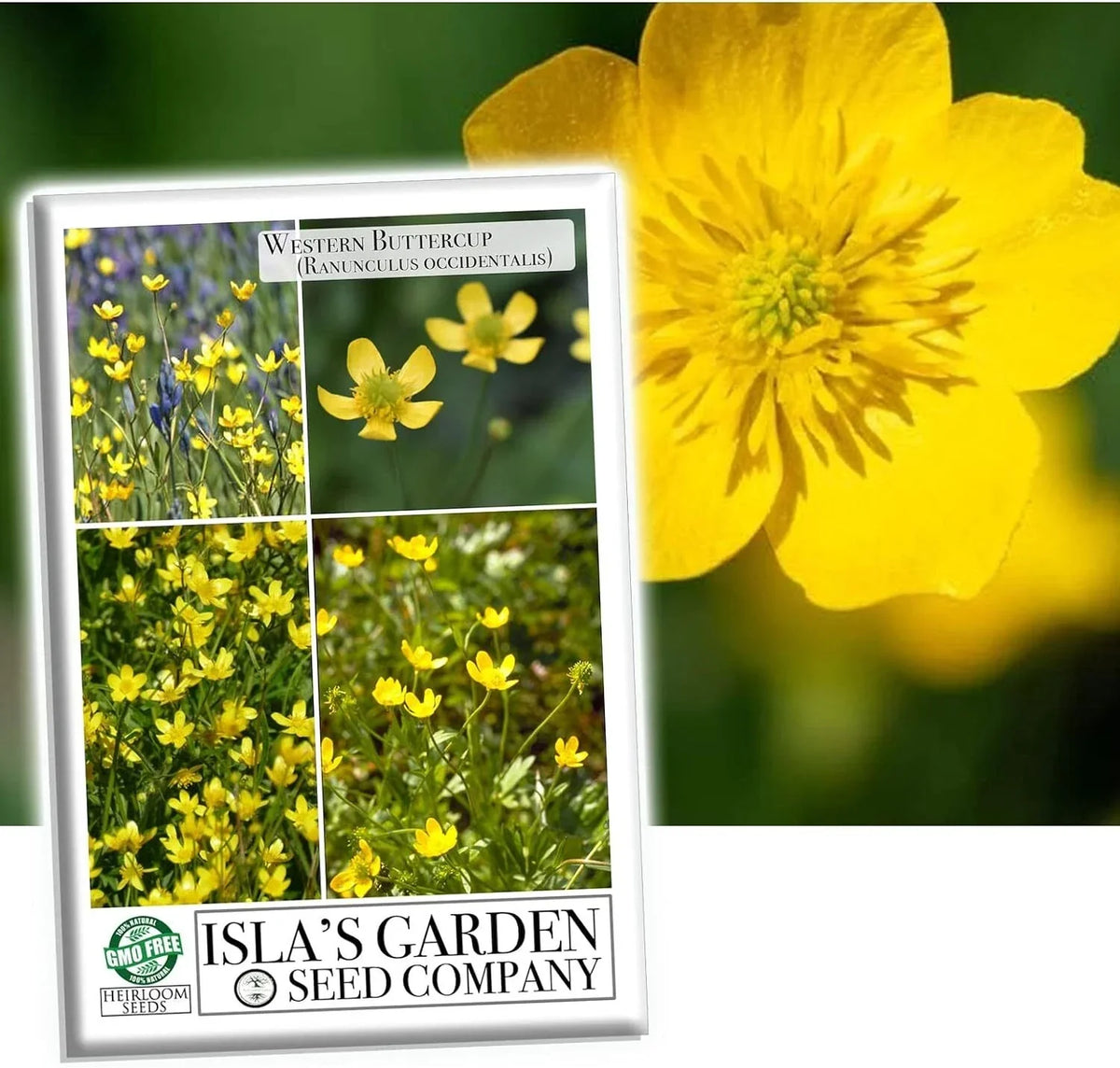 Western Buttercup Seeds, 1000+ Pack, Long Blooming Wildflower, Ranunculus occidentalis - Vibrant Yellow Flowers for Gardens