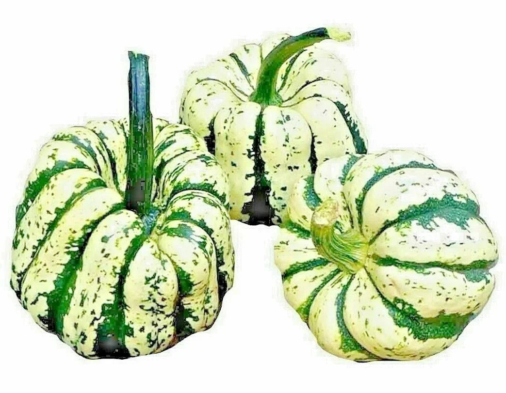 Sweet Squash Seeds - 20 Heirloom Non-GMO Pumpkin Seeds - Cucurbita pepo - Spring Vegetable, USA Grown
