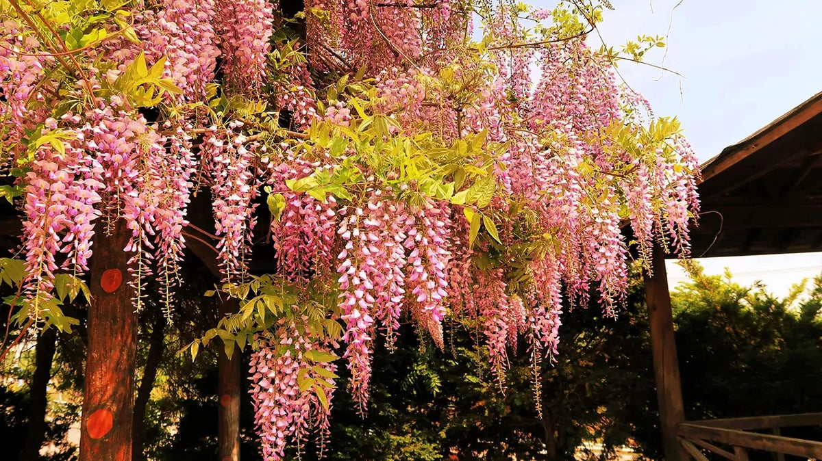 Rare Pink Wisteria Seeds, 5 Pack - Japanese Wisteria (Wisteria floribunda) for Bonsai Gardening and Home Decor