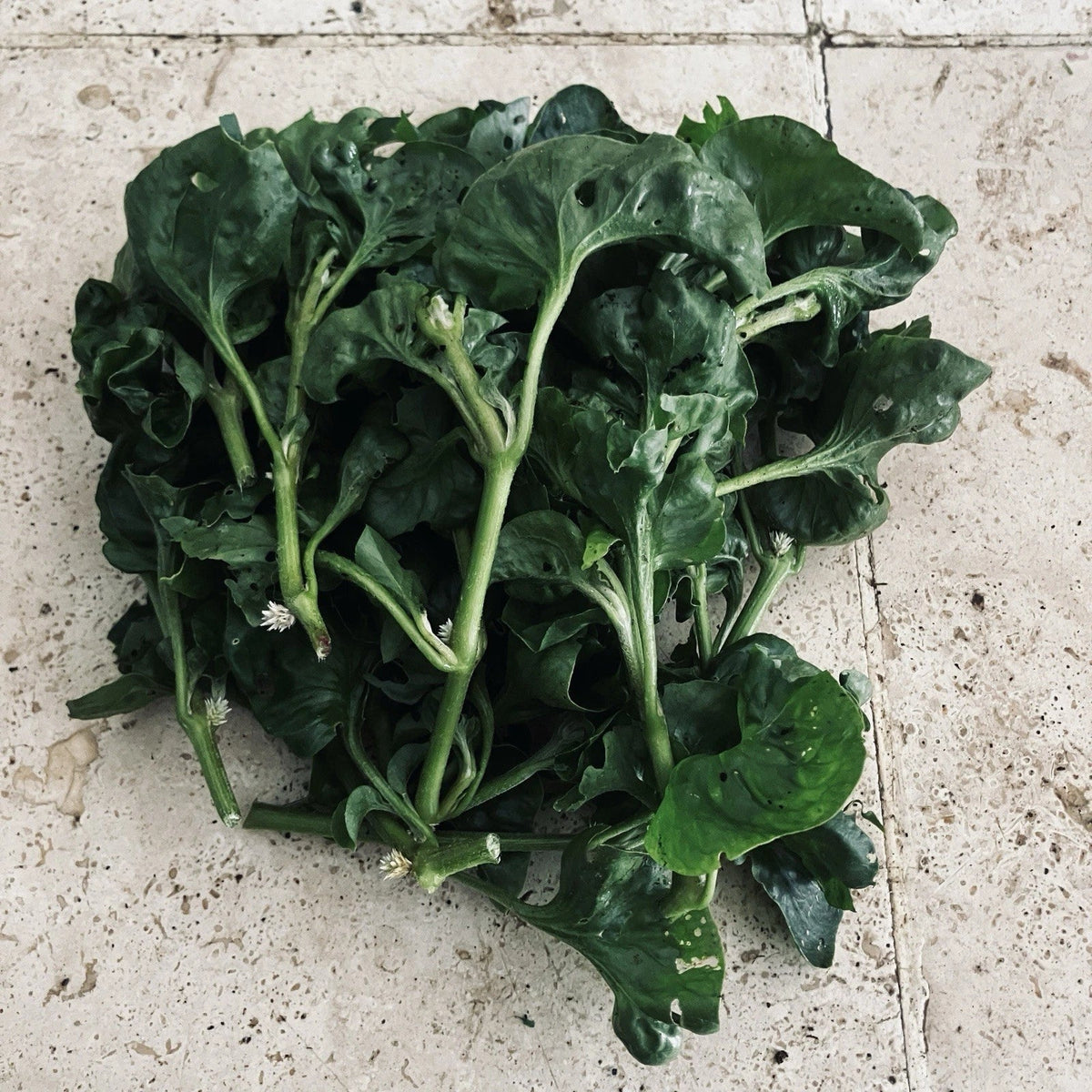 Hot Weather Spinach Collection - 12 Seed Packets - Okinawa, Brazilian, Longevity - Edible Greens for Warm Climates