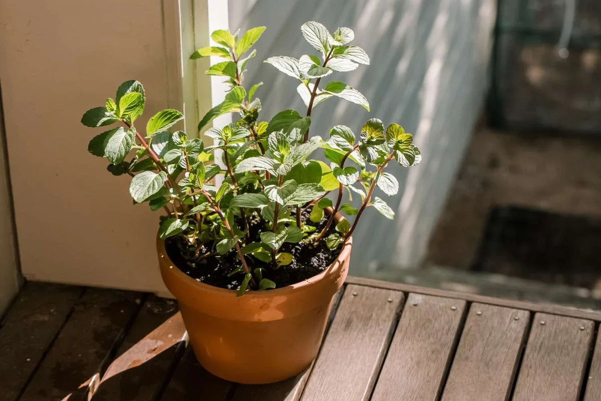 Chocolate Mint Plant - 8 Inch Organic Herb - Mentha x piperita 'Chocolate' - Fresh Homegrown Mint for Culinary Use