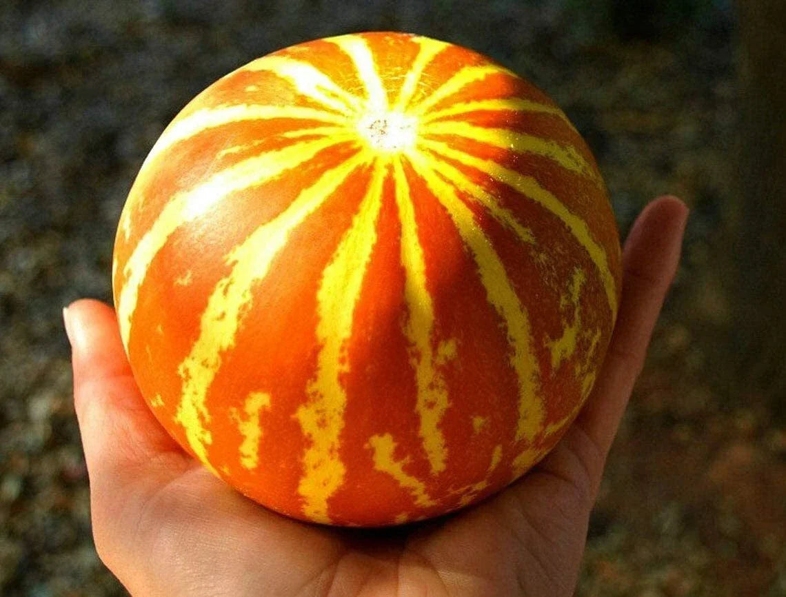 Queen Anne's Pocket Melon Seeds - 10 Pack - Heirloom Cucumis melo - Sweet Juicy Fruit for Small Gardens or Containers