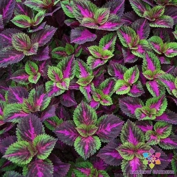 Coleus Seeds - 25+ Purple Green Variety - Solenostemon scutellarioides - Easy to Grow for Garden Planting
