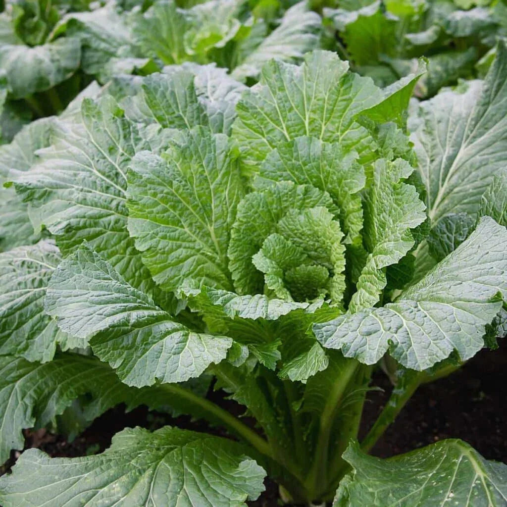 Michihili Cabbage Seeds - 500+ Seeds - Chinese Flat Variety - Brassica rapa subsp. pekinensis - Non-GMO Heirloom Seeds