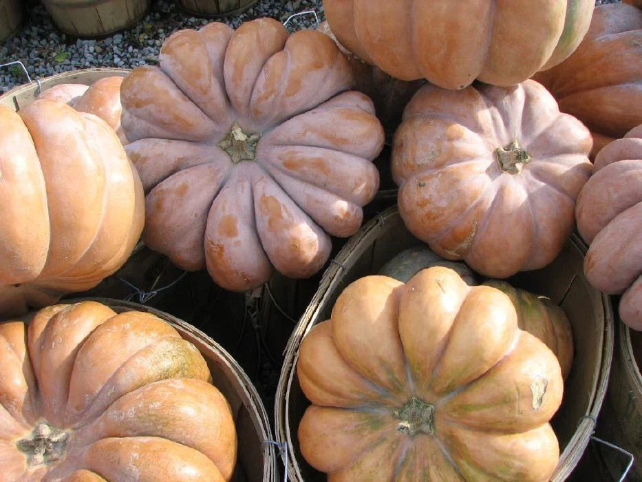 Pumpkin Seeds - Heirloom Long Island Cheese - Fresh Cucurbita moschata - Non-GMO Gardening Seeds for Home Garden