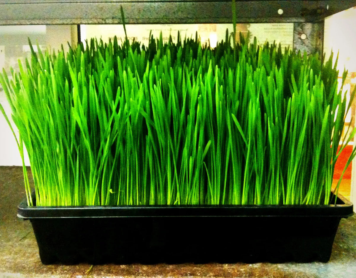 240 Seeds Organic Wheatgrass Cat Grass Sprouts - Triticum aestivum - Non-GMO, Fast Sprouting, Rich in Vitamins