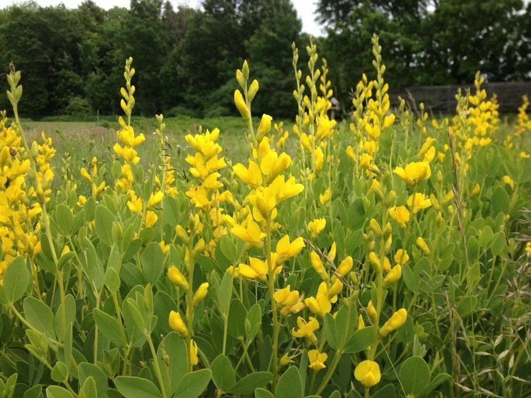 Yellow False Indigo Seeds 100 Count - Baptisia Sphaerocarpa - Unstratified - Drought-Tolerant Perennial for Gardens