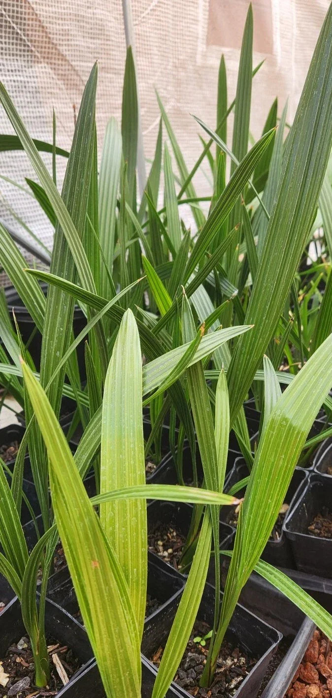 Medjool Date Palm Sapling 18" in 3.5" Pot | Phoenix Dactylifera | Tropical Indoor/Outdoor Plant