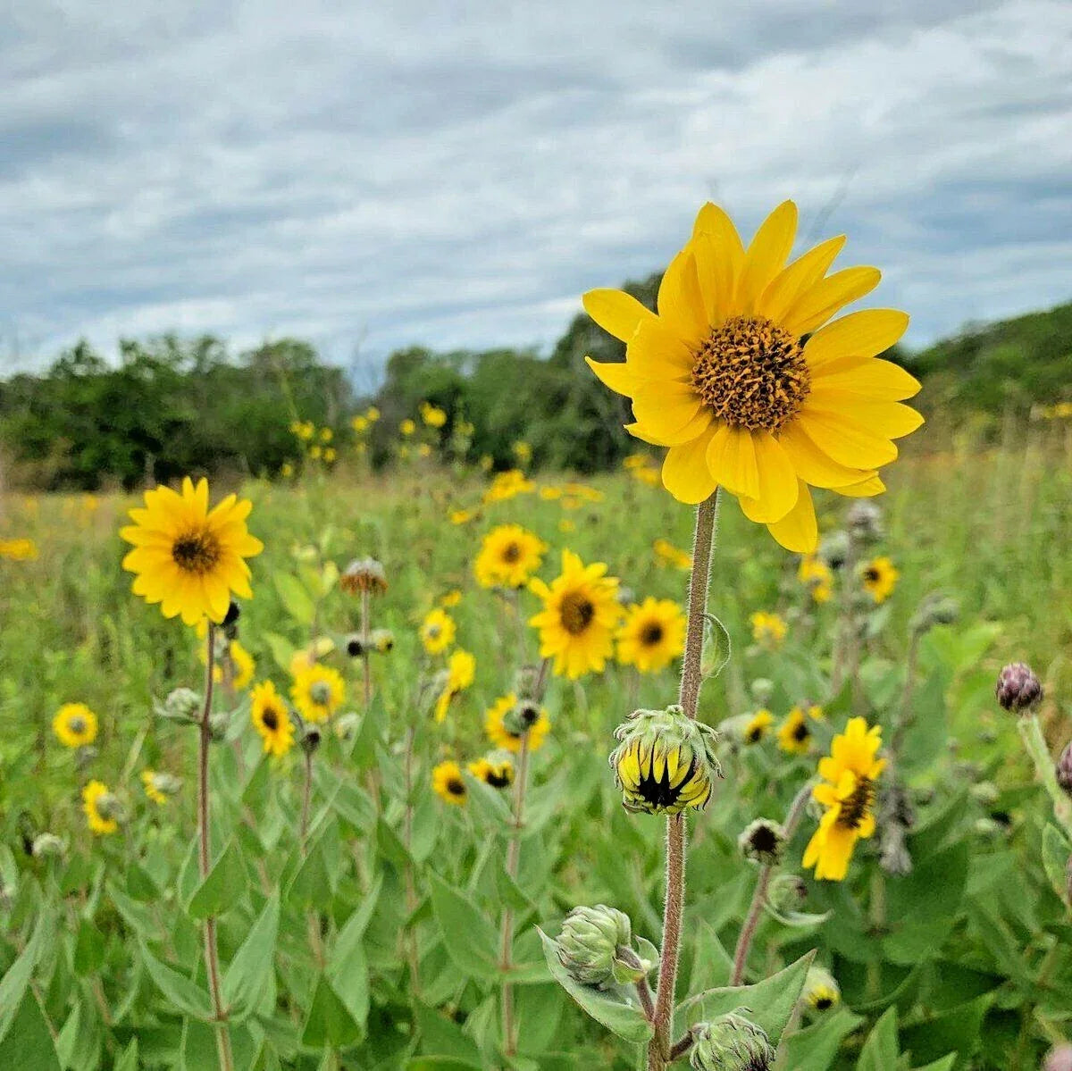 Downy Sunflower Seeds 100 Count - Drought-Tolerant Native Wildflower - Helianthus mollis - Summer & Fall Blooms