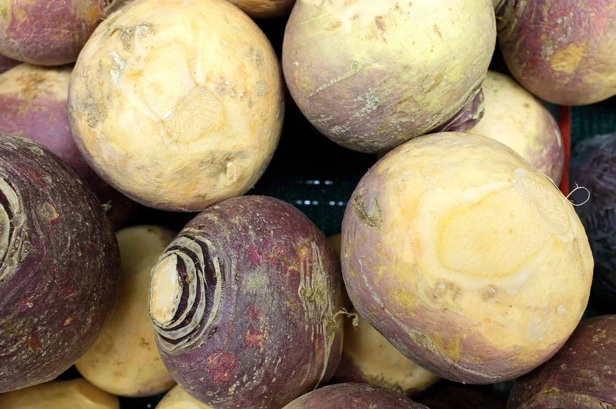 Rutabaga Seeds - NON-GMO Laurentian Variety - Brassica napus - Canadian Turnips for Fall Harvest - Easy to Grow