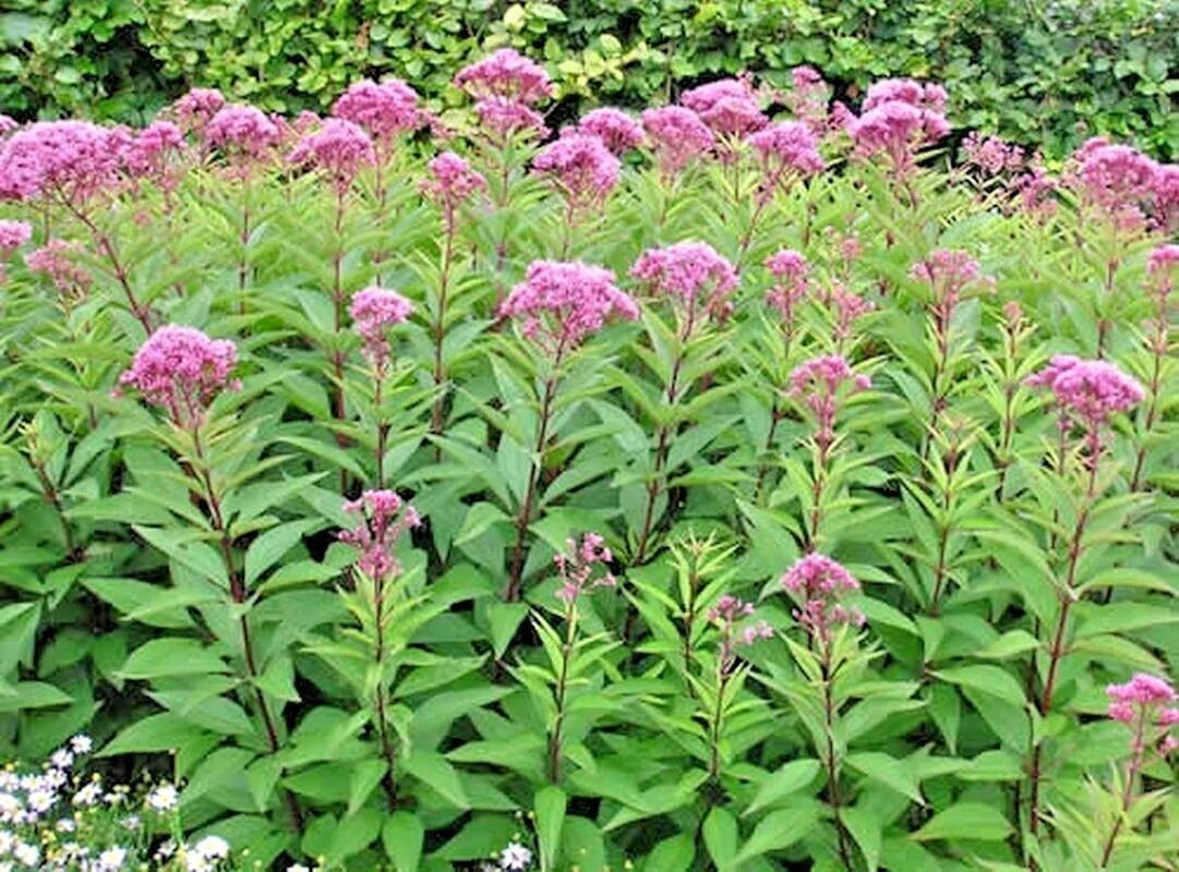 Joe Pye Weed Seeds - 200+ Count - Native Wildflower - Vanilla Bloom - Eupatorium purpureum - Perfect for Summer Gardens