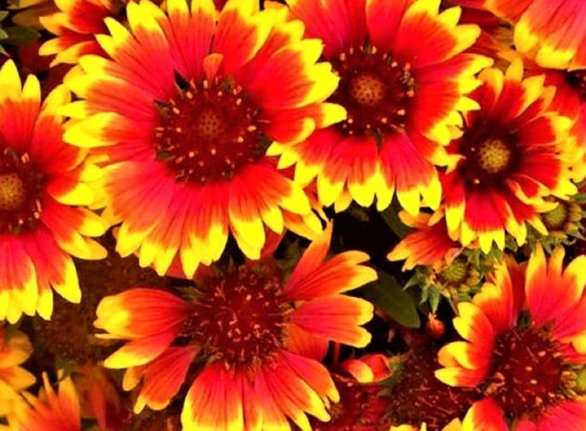 Indian Blanket Seeds - 100+ Seeds - Gaillardia pulchella - Colorful Wildflower for Garden Planting, Attracts Pollinators
