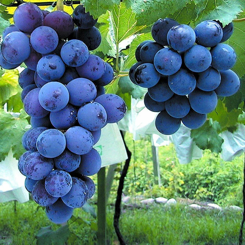 Japanese Kyoho Grape Cuttings 6pcs - Vitis vinifera - Premium Quality Grapevine for Home Gardens and Vineyards