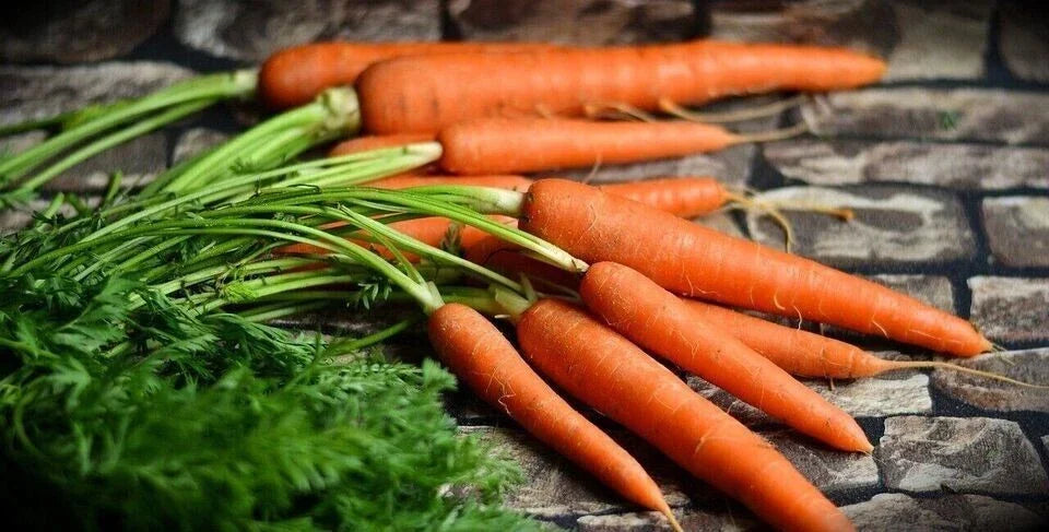 Tendersweet Carrot Seeds - 1000+ Non-GMO Organic Heirloom - Daucus carota - Sweet Crunchy Flavor for Home Gardens