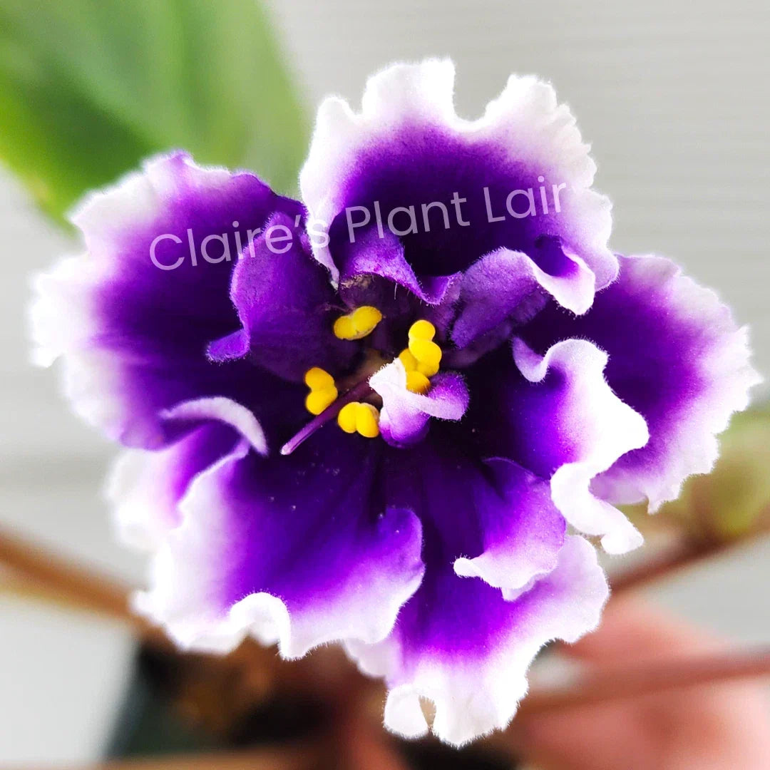 African Violet Leaf Cutting - Standard Size - DN-Royal Blue Variety - Saintpaulia ionantha - Ideal for Indoor Propagation